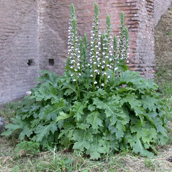 Cespo di acanto.