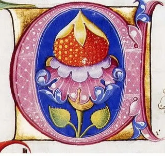 Capolettera "A"  con fiore e fragola. Miniatura.