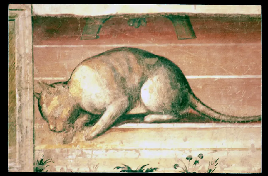 Sodoma. Gatto. 1503-04. Part. di uno degli affreschi con le Storie di San Benedetto. Monastero di Monte Oliveto Maggiore