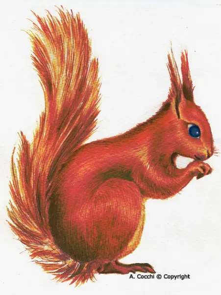 A. Cocchi. Scoiattolo. Clip art jpg tratta da illustrazione originale ad acquerello e pastelli.