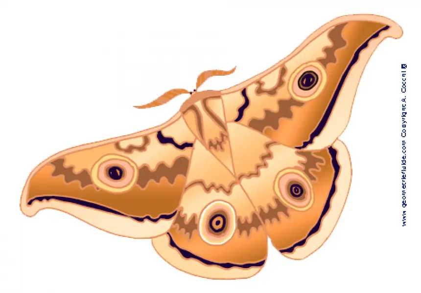 A. Cocchi. Farfalla di Bordano. Clip art jpg tratta da disegno originale.