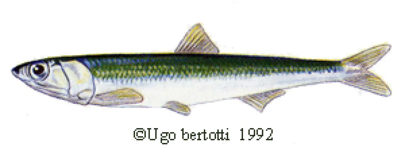 Ugo Bertotti. Acciuga. 1992. illustrazione jpg tratta da disegno ad acquarello e matite colorate.