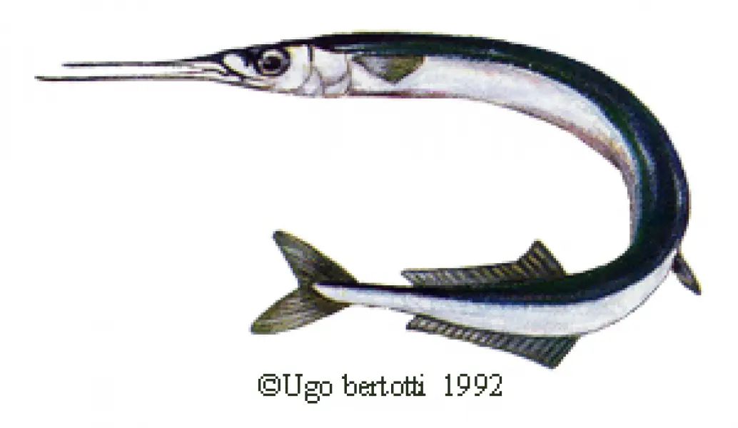 Ugo Bertotti. Aguglia. 1992. illustrazione jpg tratta da disegno ad acquarello e matite colorate.