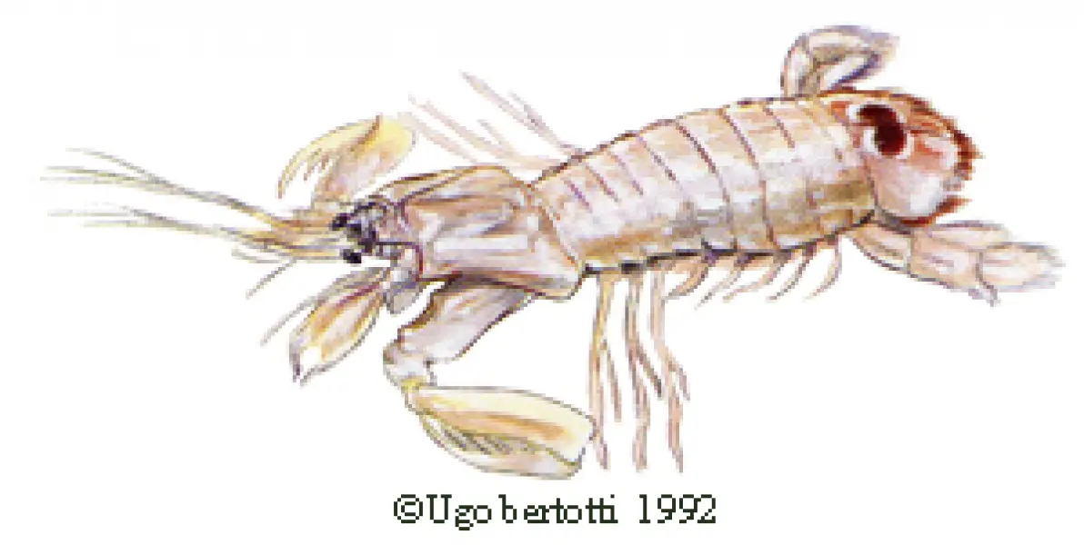 <p><em>Ugo Bertotti. Canocchia. 1992. Illustrazione jpg </em><em>tratta da disegno ad acquarello e matite colorate.</em></p>