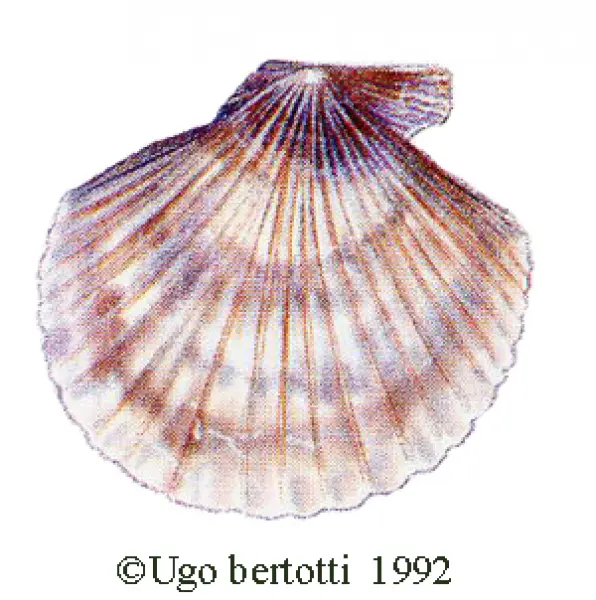 <p>Ugo Bertotti. Canestrello. 1992. illustrazione jpg tratta da disegno ad acquarello e matite colorate.</p>