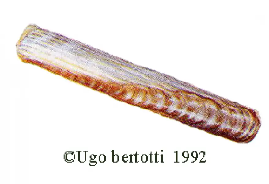 <p>Ugo Bertotti. Cannello. 1992. illustrazione jpg<br />tratta da disegno ad acquarello e matite colorate.</p>