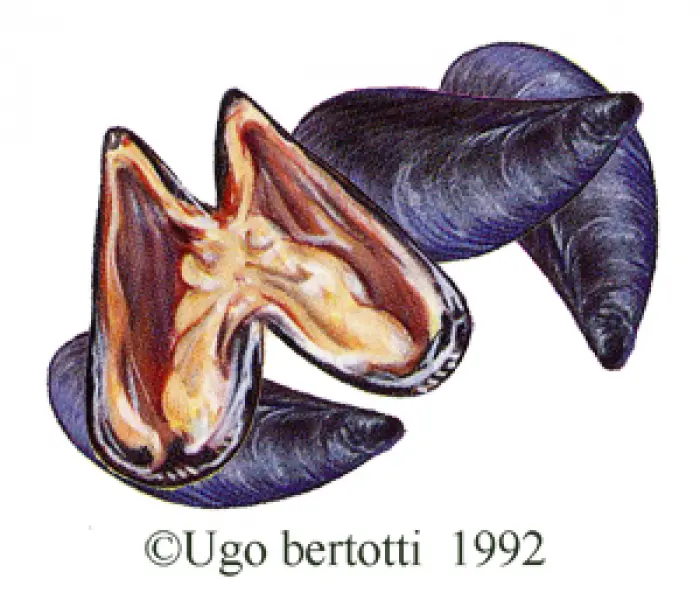 <p>Ugo Bertotti. Cozze. 1992. illustrazione jpg tratta da disegno ad acquarello e matite colorate.</p>