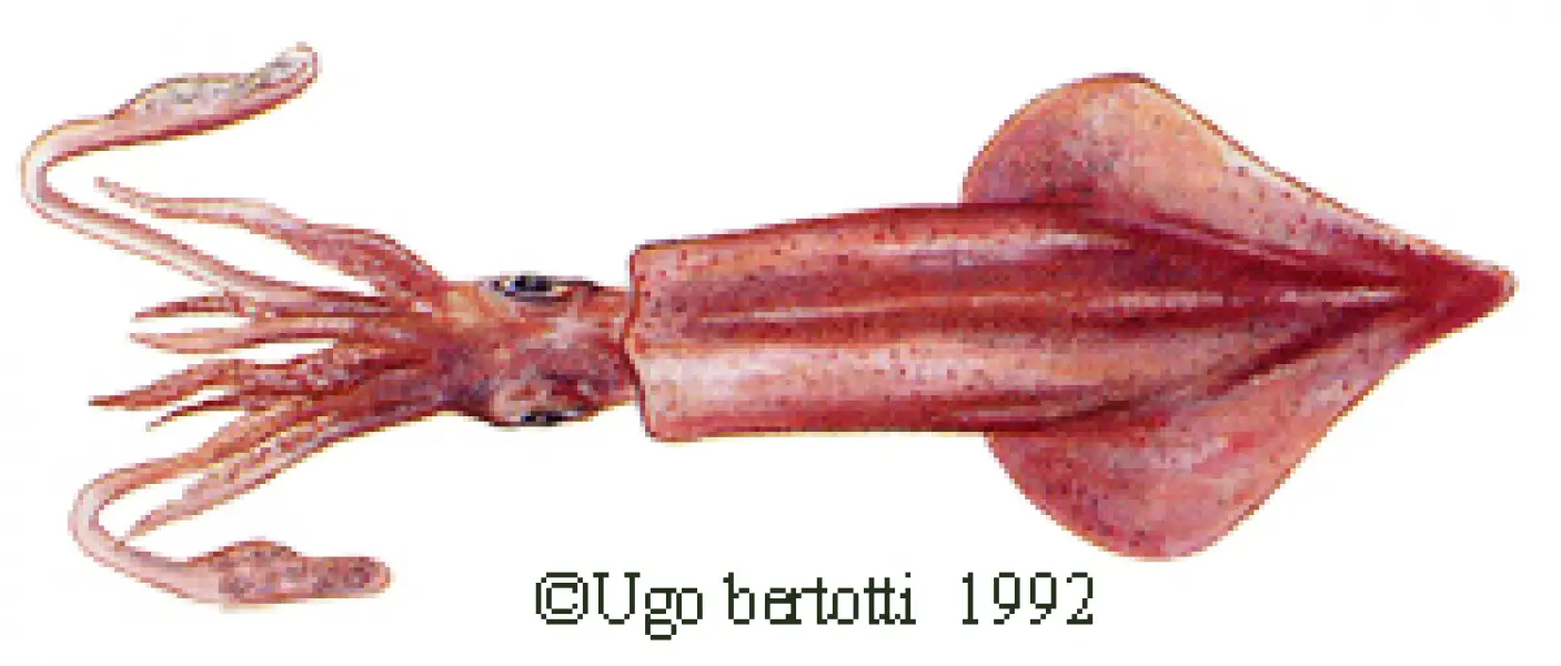 <p>Ugo Bertotti. Calamaro. 1992. Illustrazione jpg<br />tratta da disegno ad acquarello e matite colorate.</p>