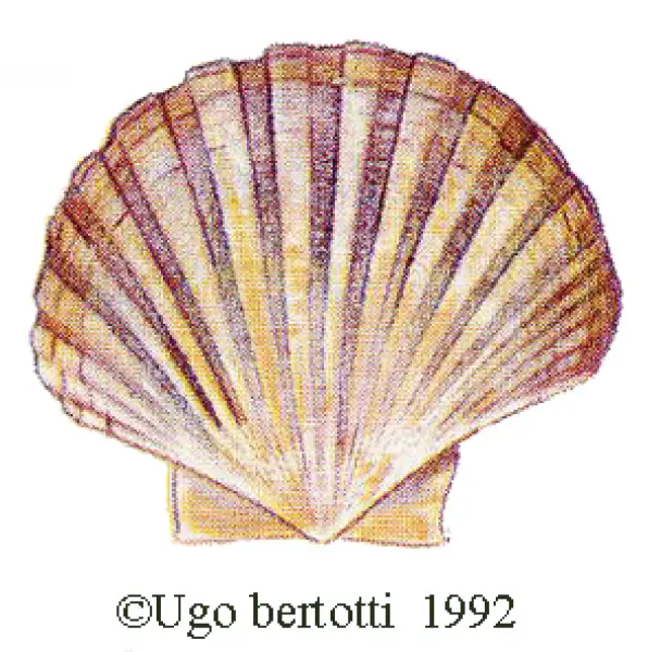 <p>Ugo Bertotti. Cappasanta. 1992. Illustrazione jpg<br />tratta da disegno ad acquarello e matite colorate.</p>