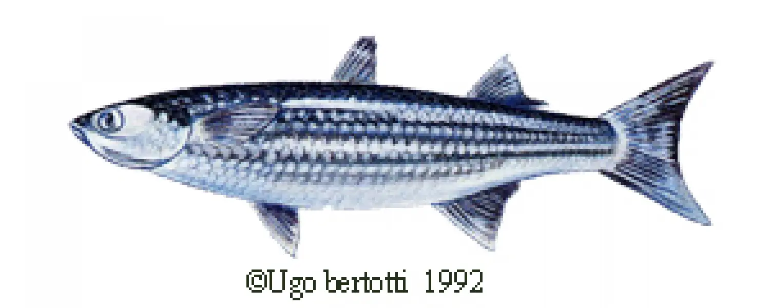 <p>Ugo Bertotti. Cefalo. 1992. Illustrazione jpg<br />tratta da disegno ad acquarello e matite colorate.</p>