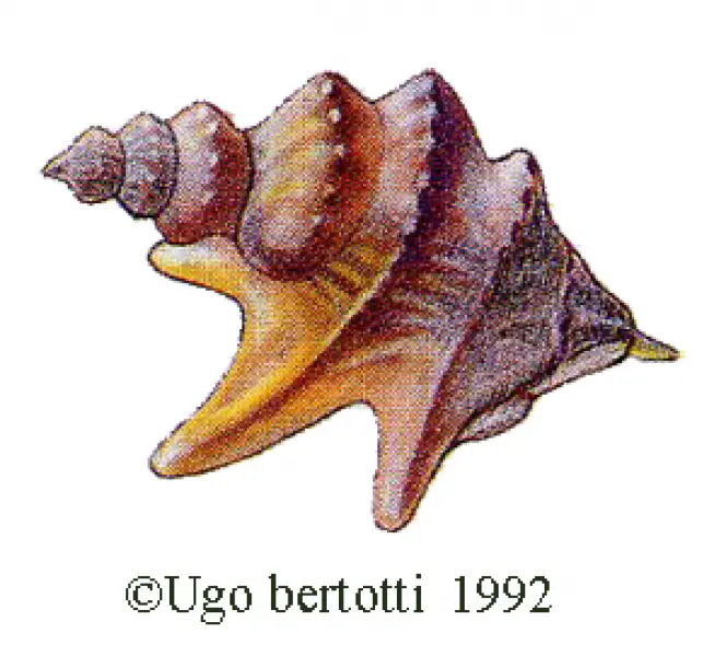 <div>Ugo Bertotti. Garagolo.  1992. Illustrazione jpg<br />tratta da disegno ad acquarello e matite colorate.</div>
<div> </div>