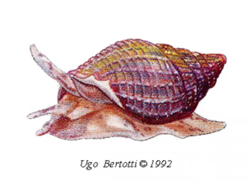 <p>Ugo Bertotti. Lumachina di mare. 1992. Illustrazione jpg tratta da disegno ad acquarello e matite colorate<em>.</em></p>