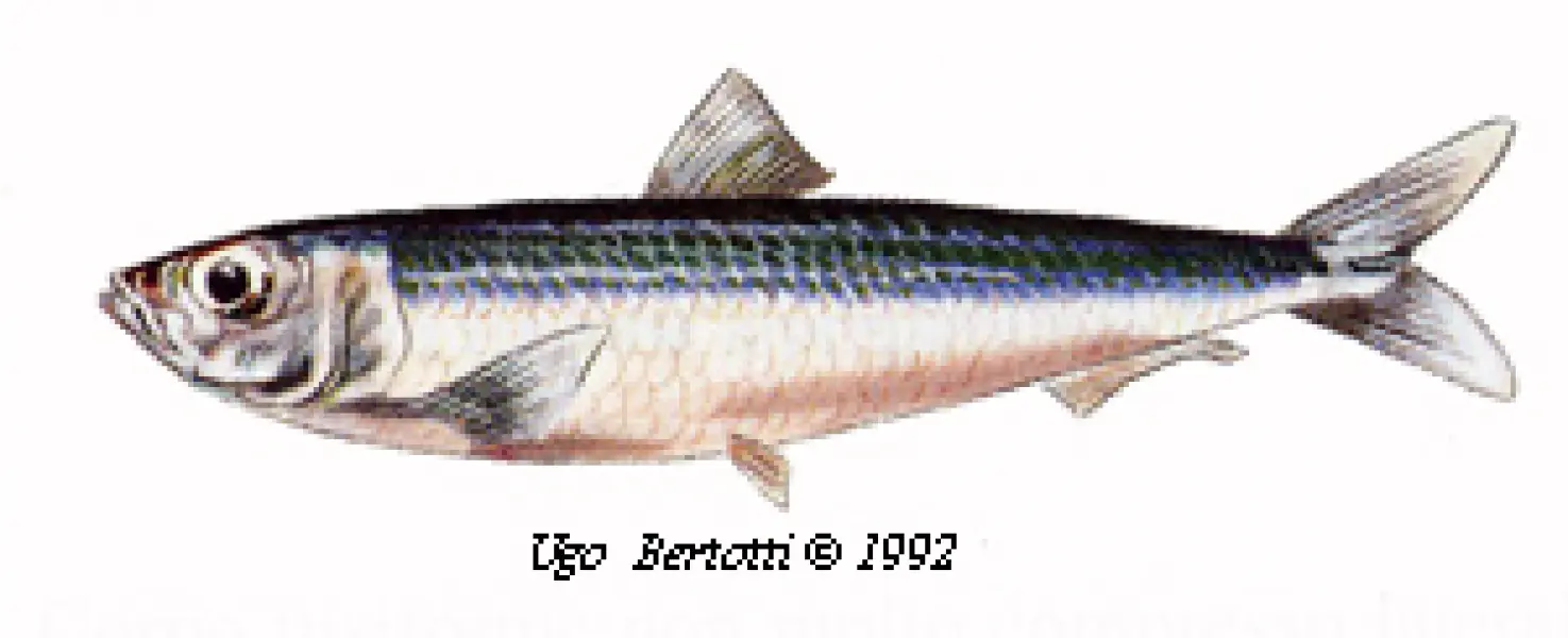 <p>Ugo Bertotti. Sardina. 1992. Illustrazione jpg<br />tratta da disegno ad acquarello e matite colorate.</p>