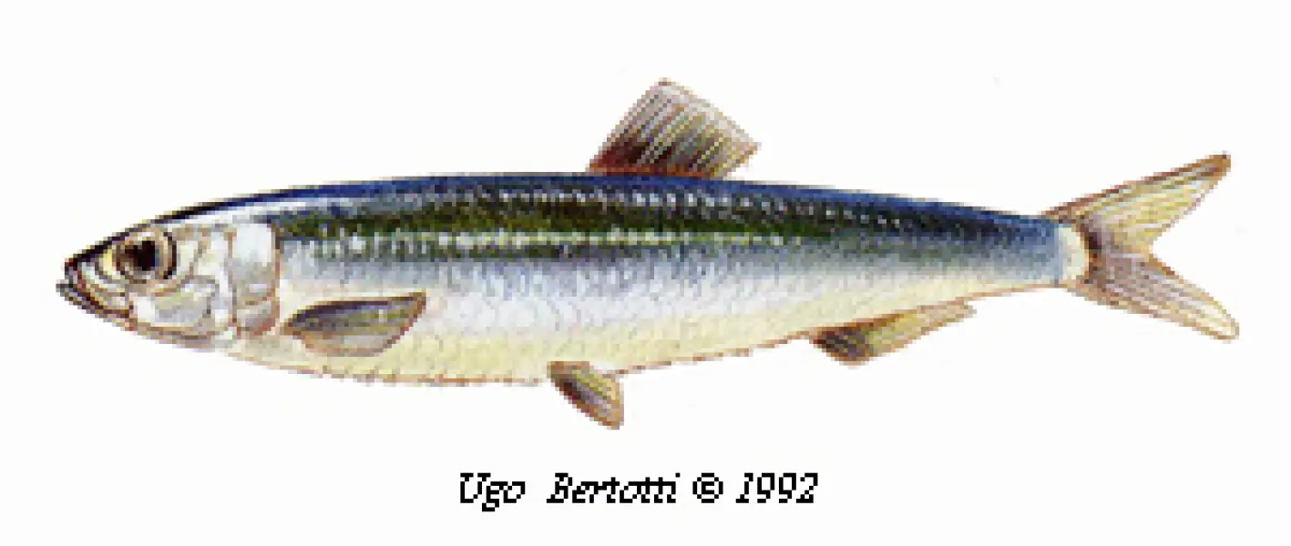 <p>Ugo Bertotti. Papalina. 1992. Illustrazione jpg<br />tratta da disegno ad acquarello e matite colorate.</p>