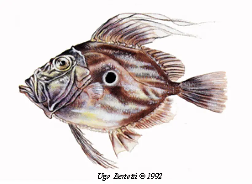 <p>Ugo Bertotti. Pesce San Pietro. 1992. Illustrazione jpg tratta da disegno ad acquarello e matite colorate.</p>