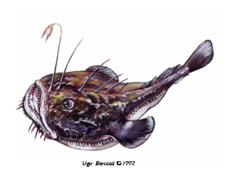 <p>Ugo Bertotti. Rana pescatrice. 1992. Illustrazione jpg tratta da disegno ad acquarello e matite colorate. </p>