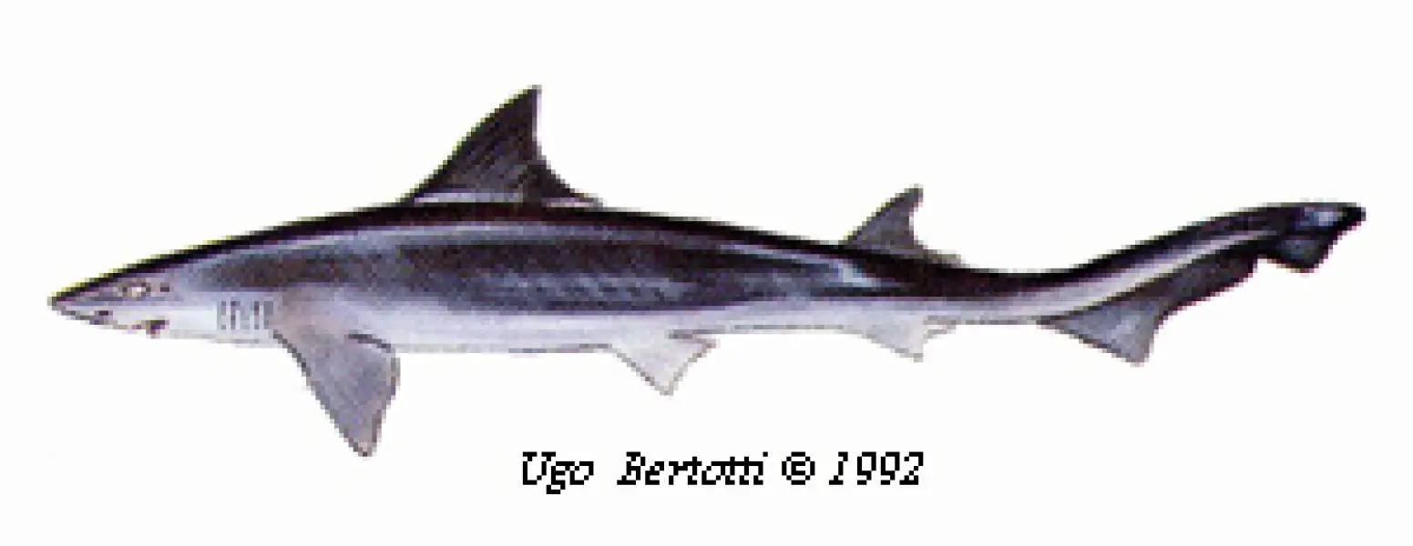 <p>Ugo Bertotti. Palombo. 1992. Illustrazione jpg tratta da disegno ad acquarello e matite colorate.</p>