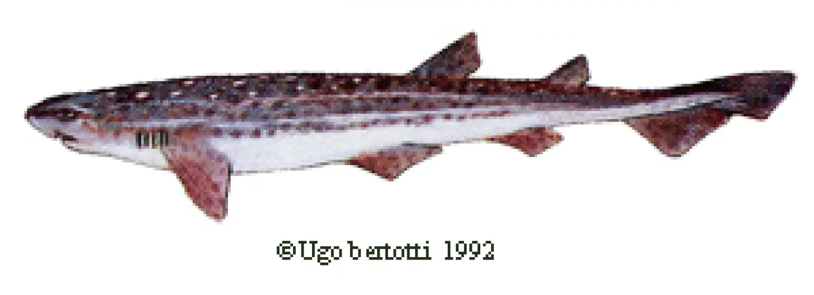 <p>Ugo Bertotti. Gattuccio. 1992. Illustrazione jpg tratta da disegno ad acquarello e matite colorate.</p>