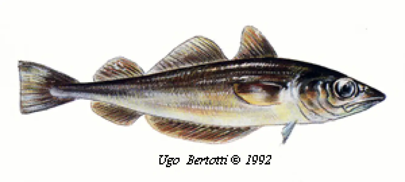 <p>Ugo Bertotti. Nasello. 1992. Illustrazione jpg tratta da disegno ad acquarello e matite colorate.</p>