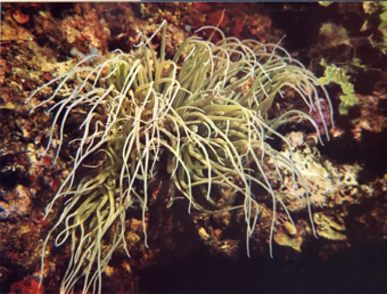 <p>Anemonia sulcata, una specie presente nei mari italiani</p>
