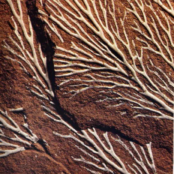 <p>Pseudohornera bifida, Briozoo dell'Oedoviciano. Fonte: V. De Zanche, P. Mietto. Il mondo dei fossili. Arnoldo Mondadori Editore, Milano, 1977</p>