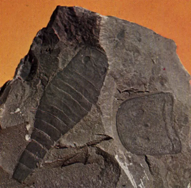 <p><em>Impronta di Eurypterus remipes. <em>Fonte: V. De Zanche, P. Mietto. Il mondo dei fossili. Arnoldo </em><em>Mondadori Editore, Milano, 1977</em></em></p>