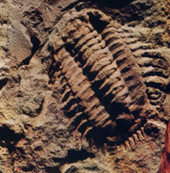 <p>Trilobite fossile del Paleozoico. Fonte: M. La Greca, R. Tomaselli. La natura questa sconosciuta. Vol.3. Istituto Grografico De Agostini. Novara 1968</p>