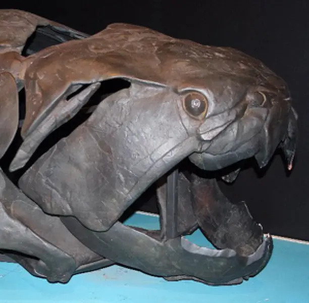 <p>Cranio di Dunkleosteus</p>