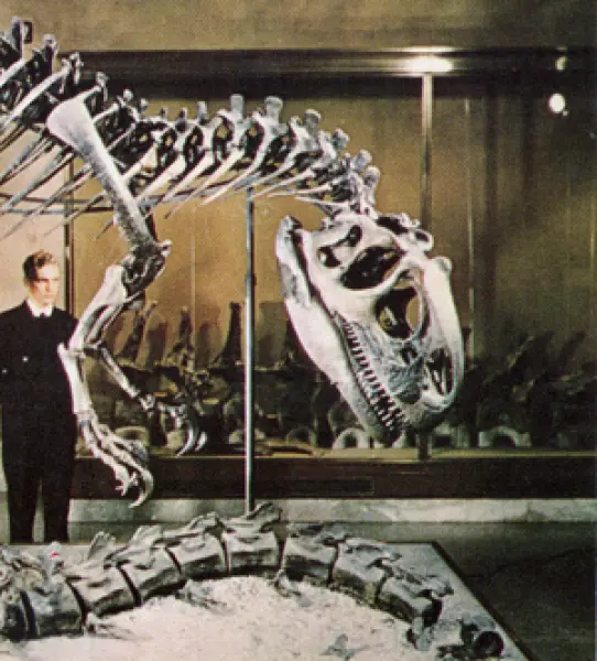 <p>Scheletro di Dinosauro del Mesolitico. Fonte: M. La Greca, R. Tomaselli. La natura questa sconosciuta. Vol.3. Istituto Grografico De Agostini. Novara 1968</p>