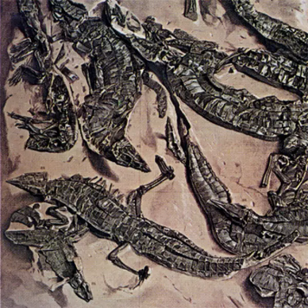 <p>Fossili di Aetosaurus, Rettile Tecodonte del Triassico. Fonte: V. De Zanche, P. Mietto. Il mondo dei fossili. Arnoldo Mondadori Editore, Milano, 1977</p>