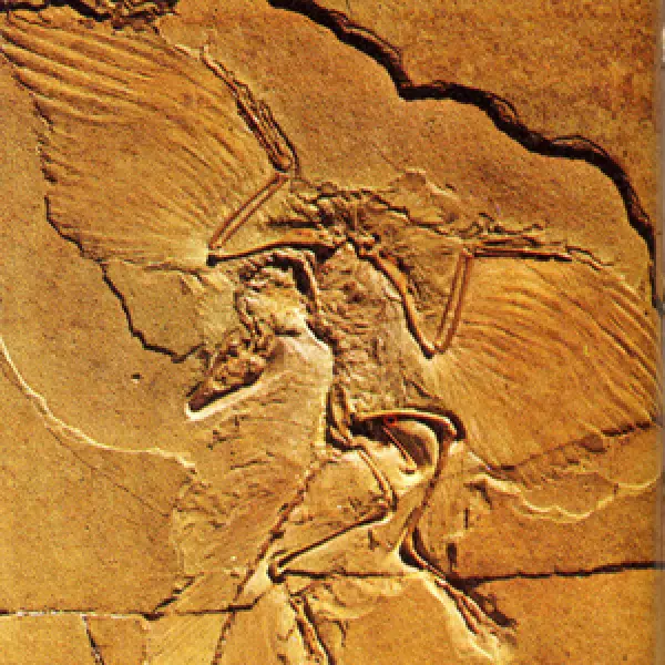 <p>Fossile di Archaeopteryx. Fonte: L.B. Halstead, G. Caselli. Evoluzione ed ecologia dei dinosauri. Eurobook Londra, 1976; Vallardi Industrie Grafiche, Lainate (MI) 1976</p>