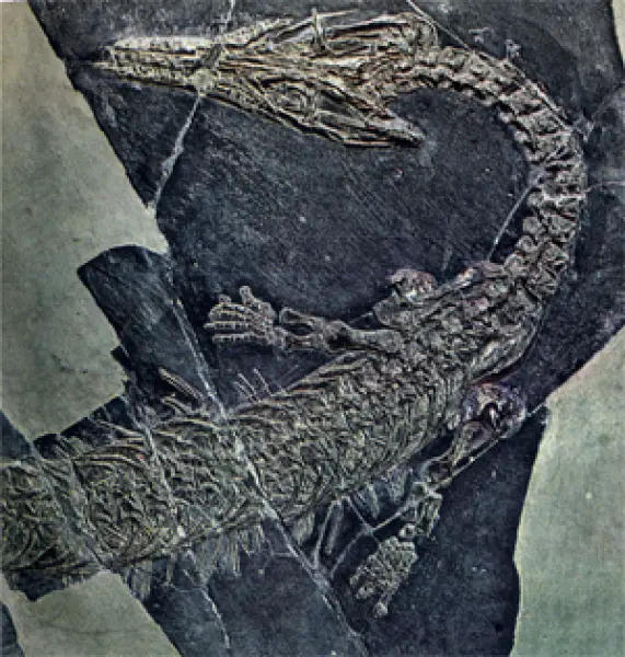 <p>Scheletro fossile di Askeptosaurus. Fonte:  V. De Zanche, P. Mietto. Il mondo dei fossili. Arnoldo Mondadori Editore, Milano, 1977</p>
