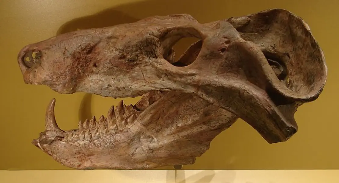 <p>Cranio fossile di Cynognathus</p>