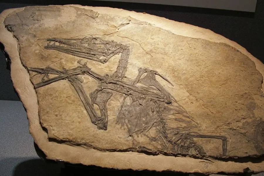 <p>Scheletro fossile di Eudimorphodon ranzii</p>
