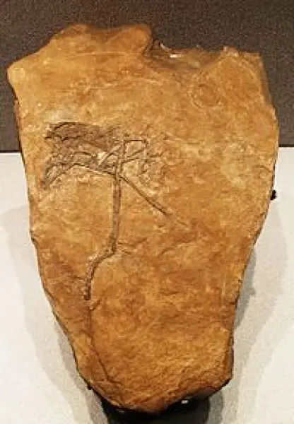 <p>Scheletro fossile di Peteinosaurus zambelli.</p>