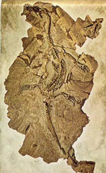 <p>Scheletro fossile di Ceretosaurus Calcagnii, Notosauro del Triassico. Fonte: V. De Zanche, P. Mietto. Il mondo dei fossili. Arnoldo Mondadori Editore, Milano, 1977</p>