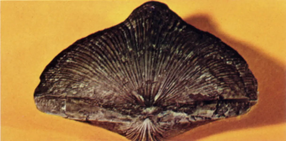 <p>Fossile di Spirifer, Brachiopode dell'Ordoviciano. Fonte: V. De Zanche, P. Mietto. Il mondo dei fossili. Arnoldo Mondadori Editore, Milano, 1977</p>