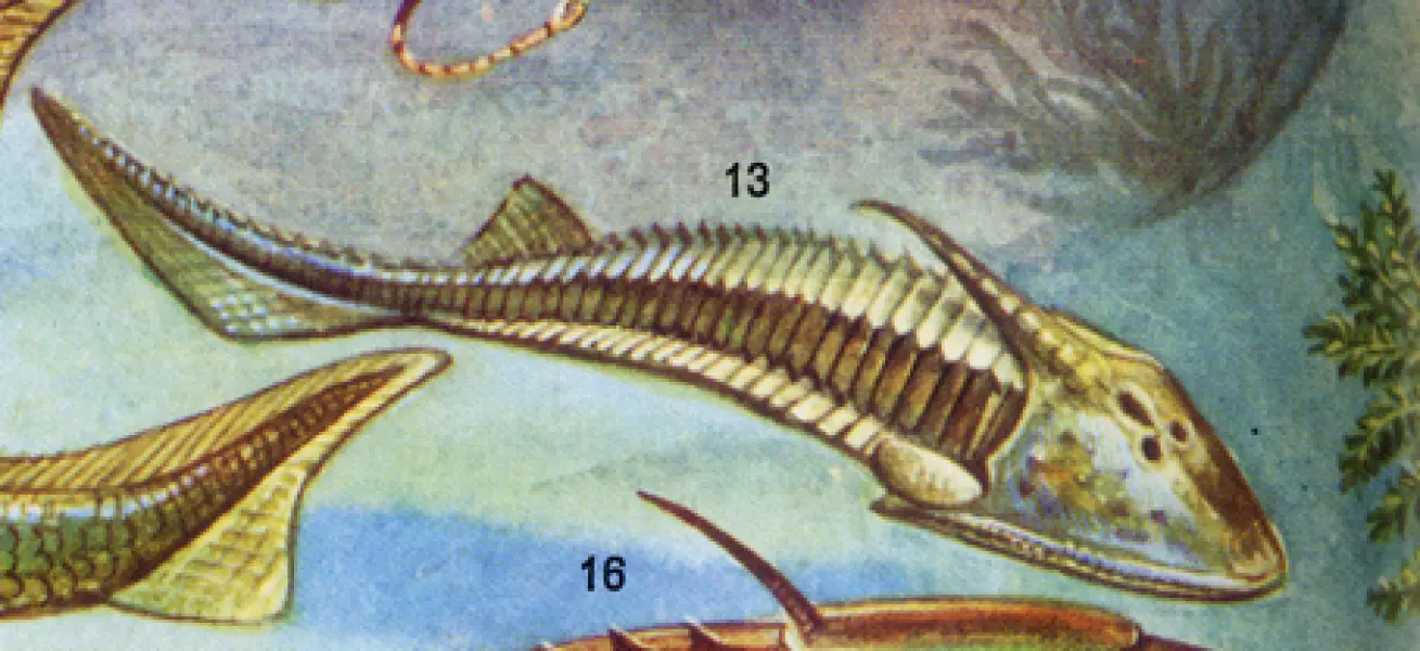 <p>Disegno ricostruttivod di Cephalaspis  Fonte: <em>Enciclopedia Universo.</em> <em>Istituto Geografico De Agostini, Novara.</em><em> 1971.</em></p>