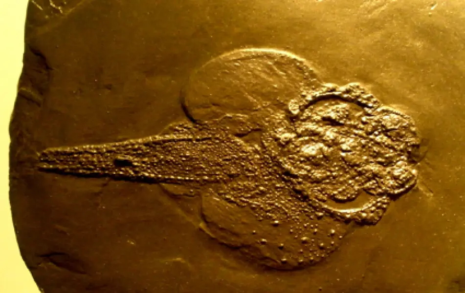 <p>Gemuendina sturtzi fossile. Fonte: V. De Zanche, P. Mietto. Il mondo dei fossili. Arnoldo Mondadori Editore, Milano, 1977</p>