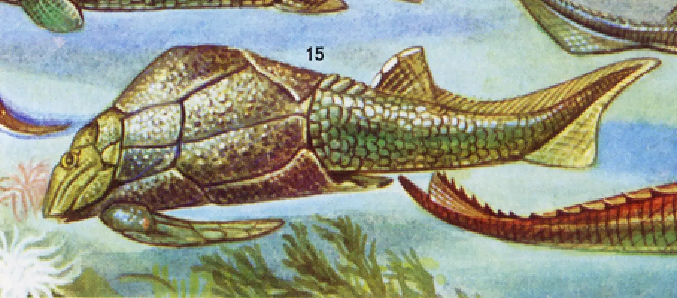 <p>Disegno ricostruttivo di Pterrychtis milleri, placoderma del Siluriano. Fonte: Enciclopedia Universo. Istituto Geografico De Agostini, Novara. 1971.</p>