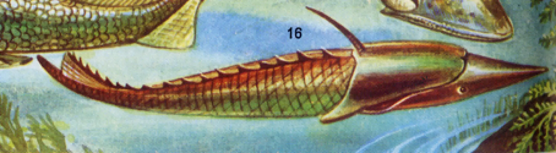 <p>Pteraspis, disegno ricostruttivo. Fonte: Enciclopedia Universo. Istituto Geografico De Agostini, Novara. 1971.</p>