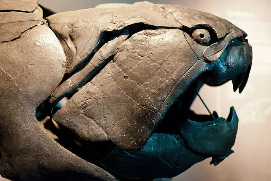 <p>Cranio fossile di Dunkleosteus</p>