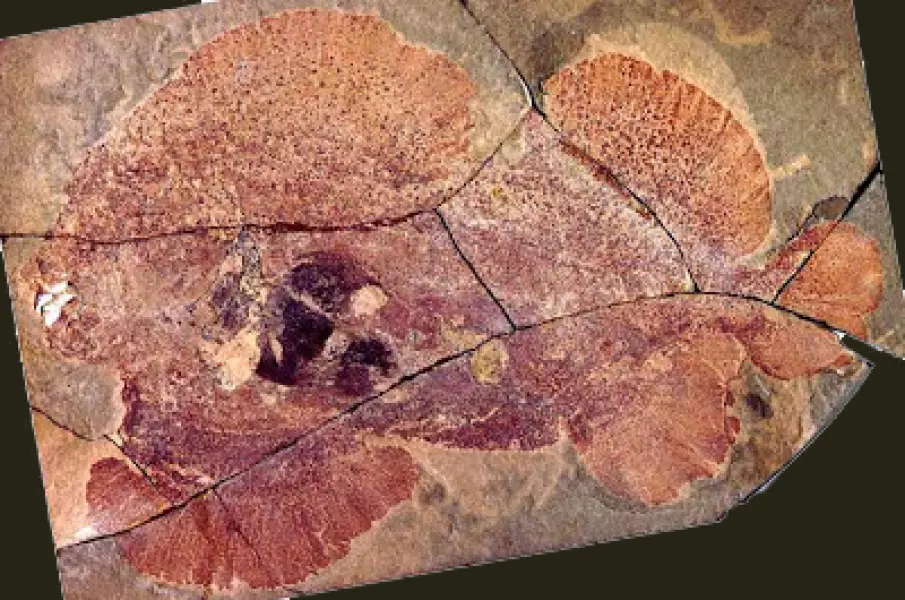 <p>Impronta fossile di Belantsea.</p>