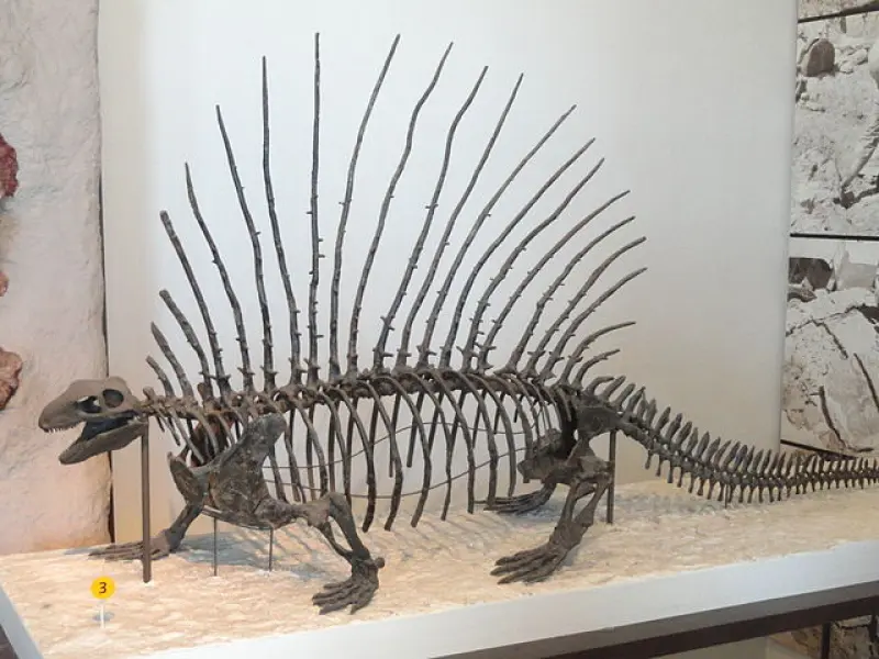 <p>Scheletro fossile di Edaphosaurus boanerges.</p>