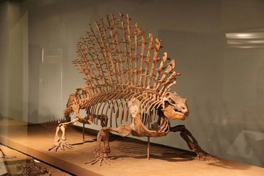 <p>Scheletro fossile di Edaphosaurus pogonias.</p>
