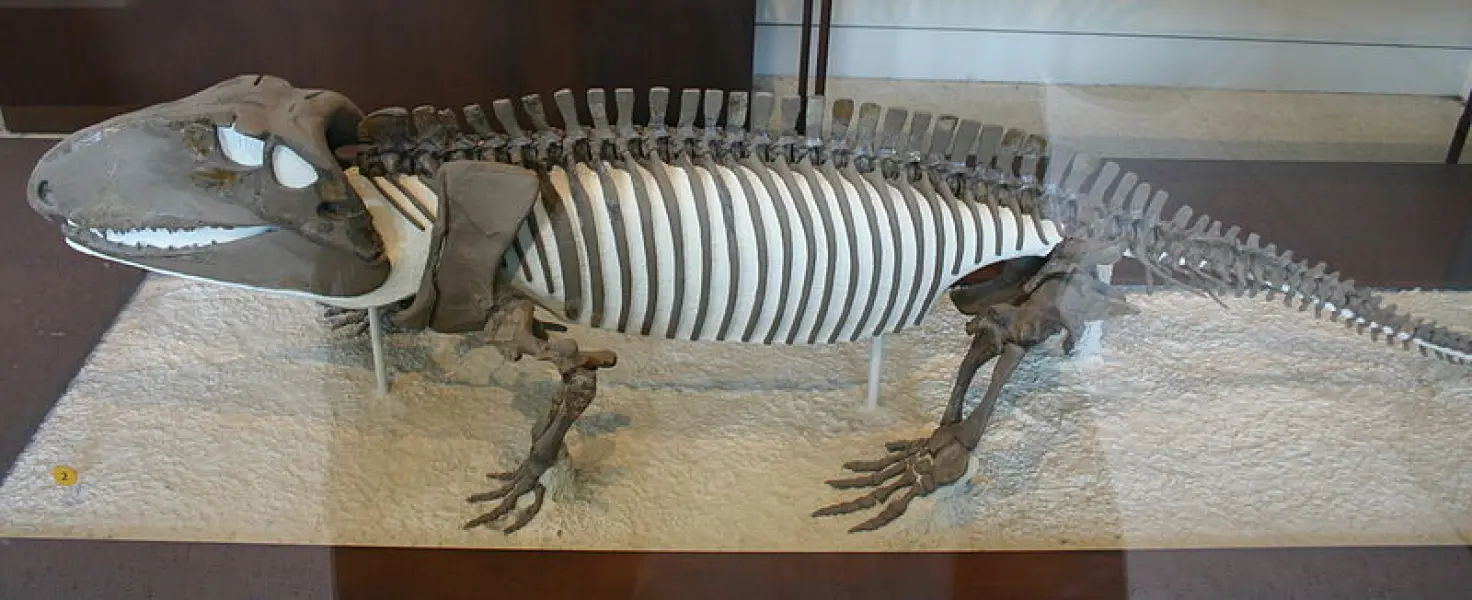 <p>Scheletro fossile di Ophiacodon retroversus conservato presso American Museum of Natural History, New York</p>
