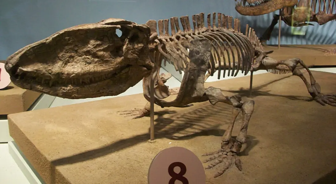 <p>Sheletro fossile di Ophiacodon mirus, conservato presso Field Museum of Natural History, Chicago.</p>