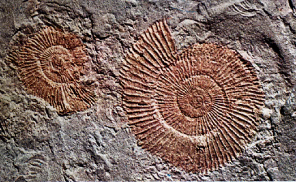 <p>Fossili di Dactlyoceras tenuicostatum, Ammonite del Giurassico Inferiore. Fonte: V. De Zanche, P. Mietto. Il mondo dei fossili. Arnoldo Mondadori Editore, Milano, 1977</p>
