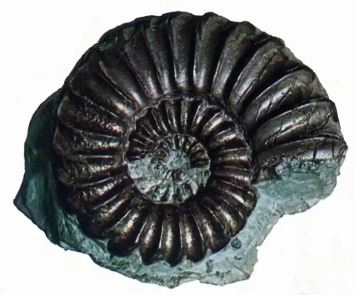 <p>Esempio di Ammonite fossile piritizzata. Fonte: V. De Zanche, P. Mietto. Il mondo dei fossili. Arnoldo Mondadori Editore, Milano, 1977</p>