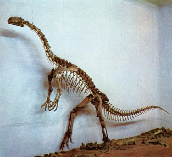 <p>Scheletro ricostruito di Plateosaurus. Fonte: L.B. Halstead, G. Caselli. Evoluzione ed ecologia dei dinosauri. Eurobook Londra, 1976; Vallardi Industrie Grafiche per l'edizione in lingua italiana, Lainate (MI) 1976</p>